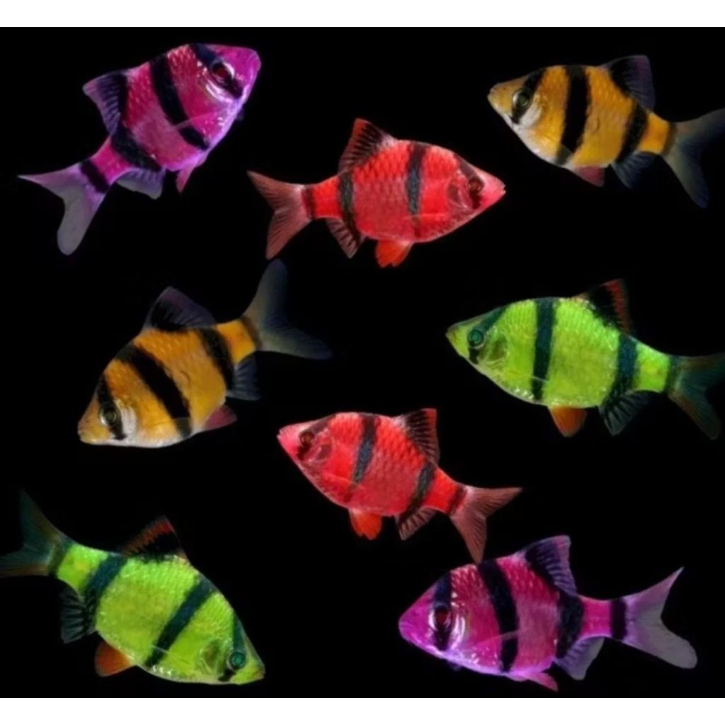 Ikan SUMATRA GLOFISH ( PAKET ISI 5 PERKANTONG