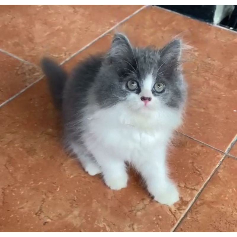 kucing Persia flatnose