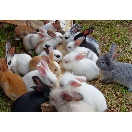 SALE HEWAN HIDUP KELINCI ANGGORA LOKAL DI KIRIM WARNA ACAK FREE MAKANAN