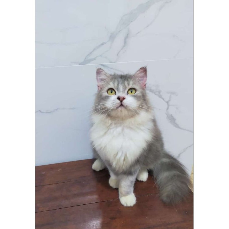 kucing Persia maincone norwegian forest bigbone