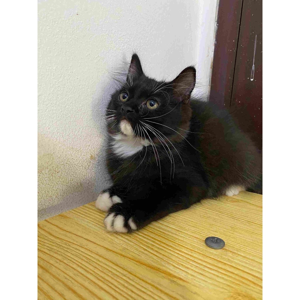 Kucing Kitten Persia Hitam Putih Longhair Lucu Aktif