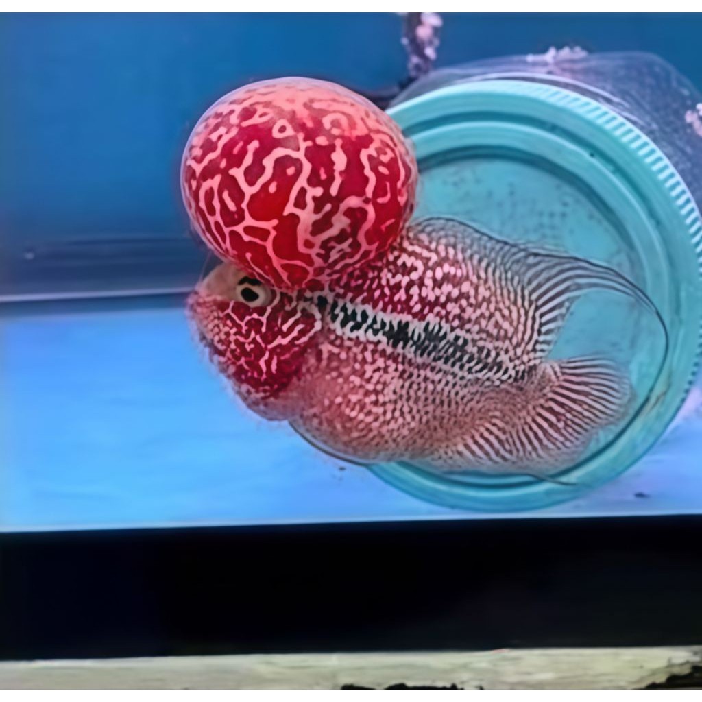 Burayak louhan Kamfa F3 4-5 cm Mataputih Super merah lohan