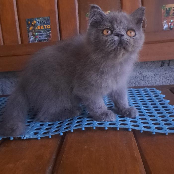 Kucing kitten persia flatnose abu gemoy lucu