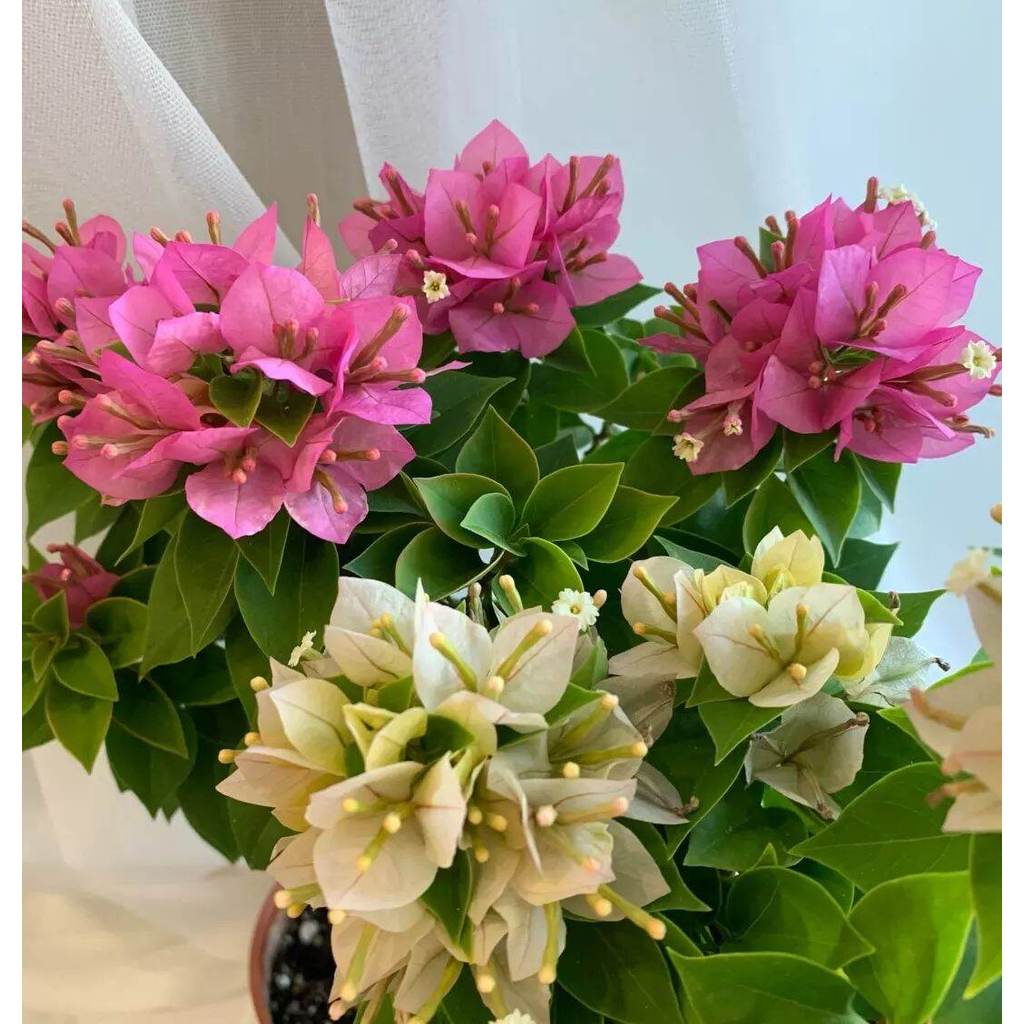 Bugenvil singapur 2 warna / tanaman hias bugenvil singapur