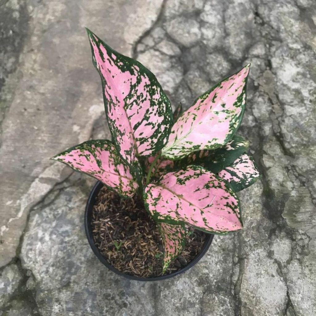 BISA COD AGLONEMA RUBBY PINK//BIBIT AGLONEMA RUBBY PINK