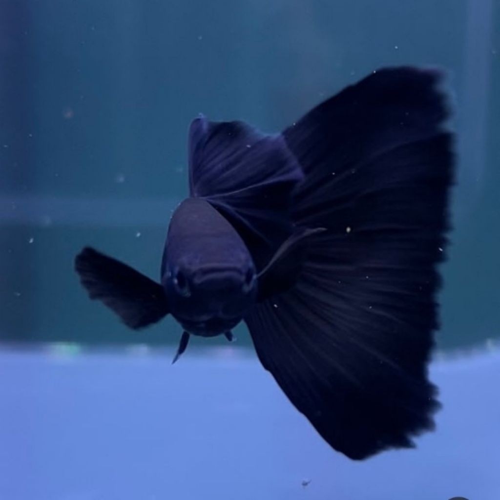 hiasan aquarium ikan guppy black moscow indukan