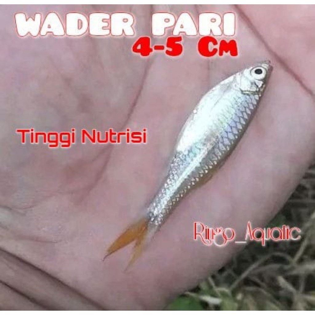 Cere wader pari paket 12 ekor pakan alami ikan predator tinggi nutrisi Arwana Channa Tiger Fish Pbas