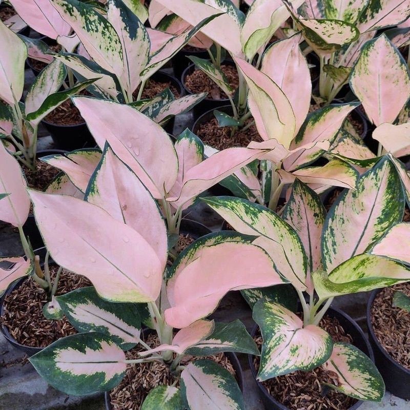 ANAKAN TANAMAN HIAS AGLONEMA KOCIN SUTRA/BABY KOCIN SUTRA