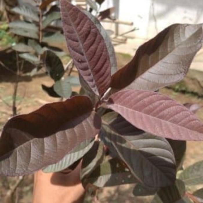 DAUN JAMBU BIJI DAUN MERAH