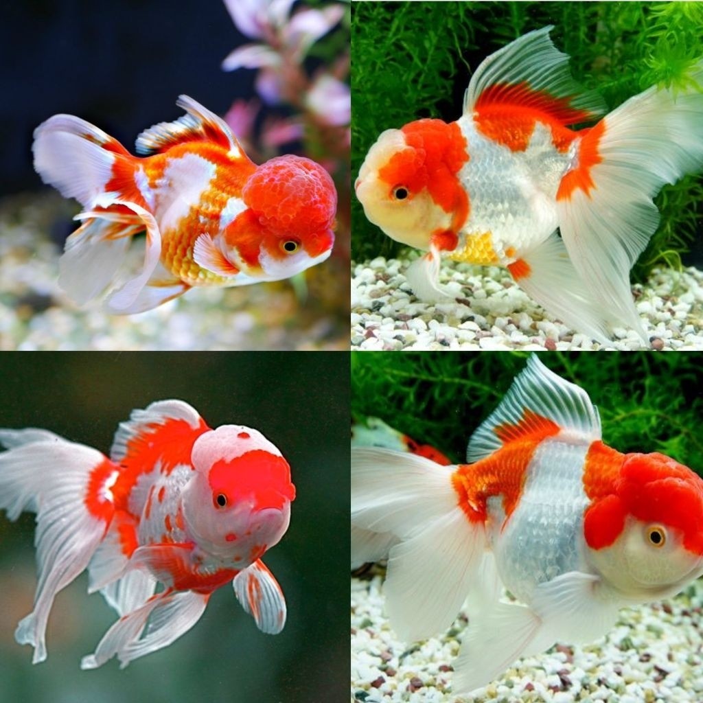 Hiasan Koki Oranda Red White 8-10 cm  Size M Goldfish Koki Oranda Merah Putih Hiasan Aquarium
