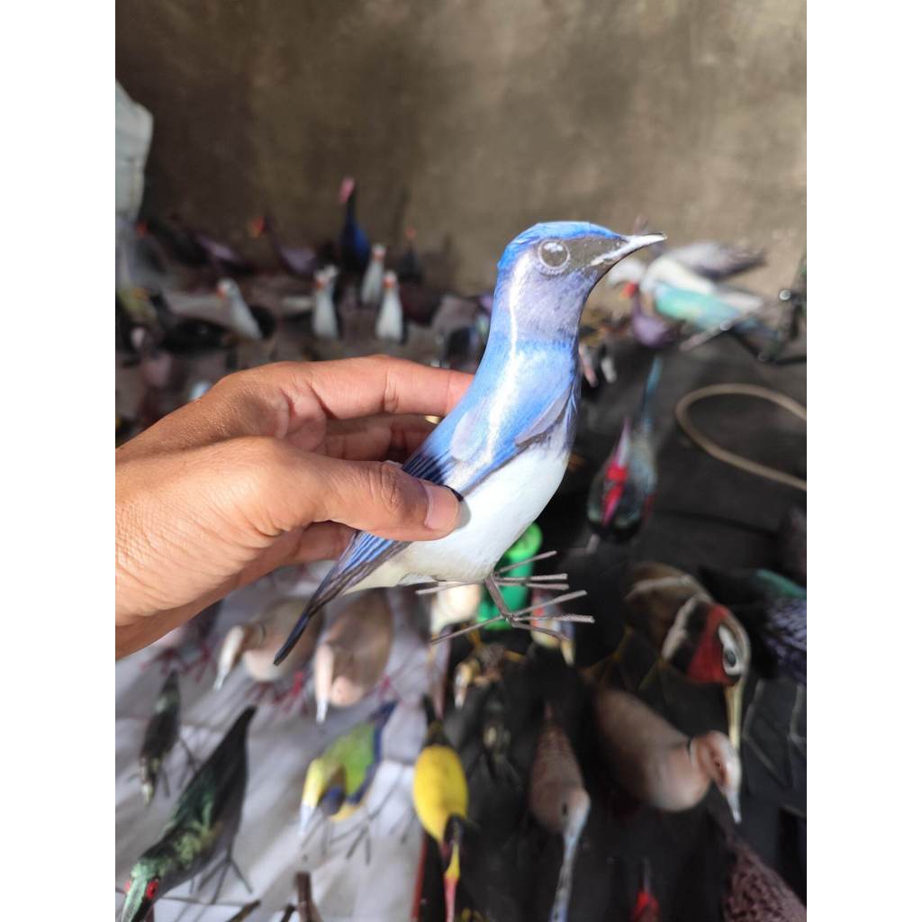 patung burung tledekan laut / jontrot manuk solendang biru / selendang laut
Bahan spon bagus d lapis
