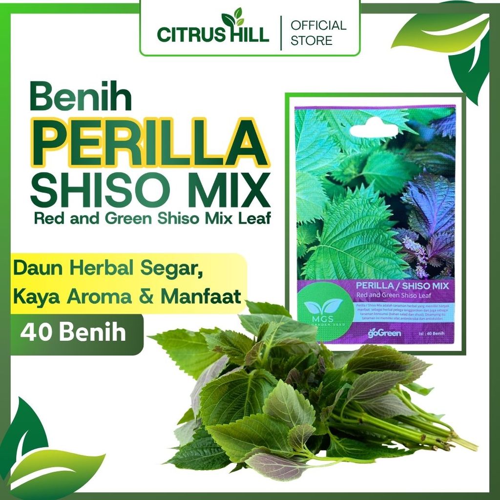 Benih Perilla / Shiso Mix Red & Green Shiso Leaf 40 Benih - Mix Garden Seed