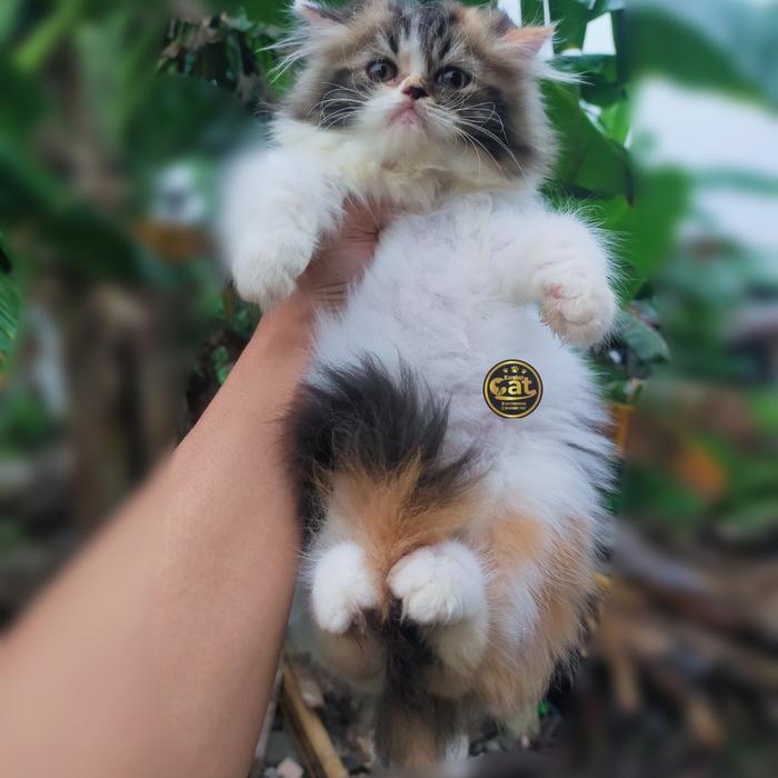 Persia flatnose munckin calico longhair