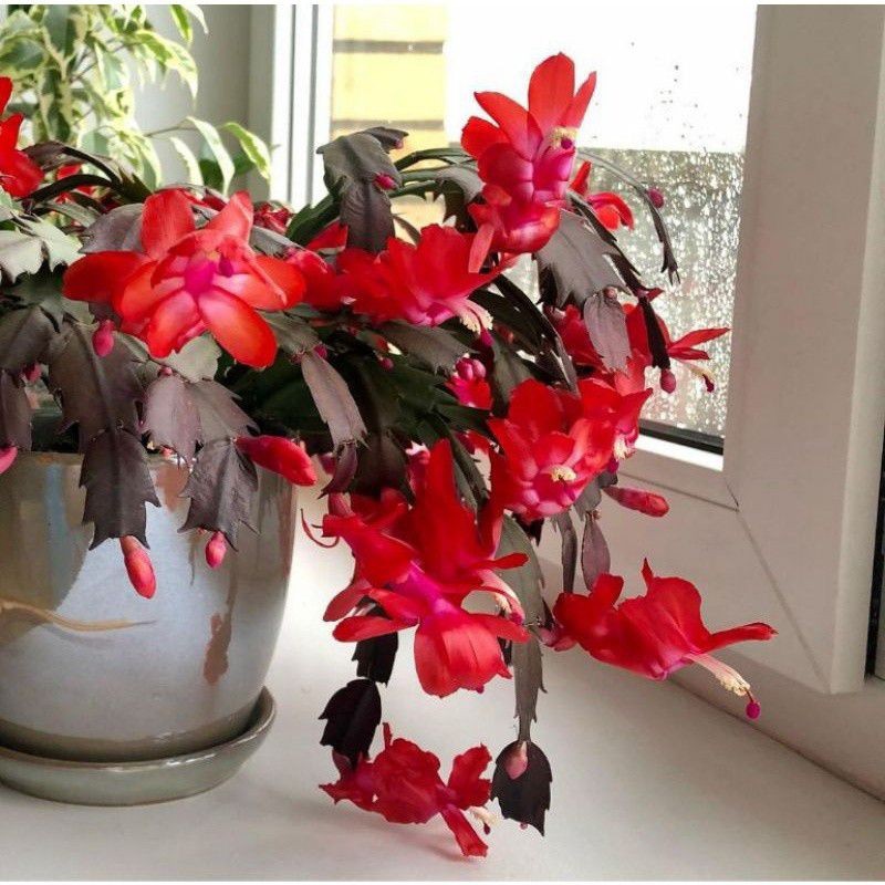 new WIJAYA KUSUMA KEPITING- BERBUNGA-WIJAYA KUSUMA KEPITING HIAS-WIJAYA KEPITING BUNGA