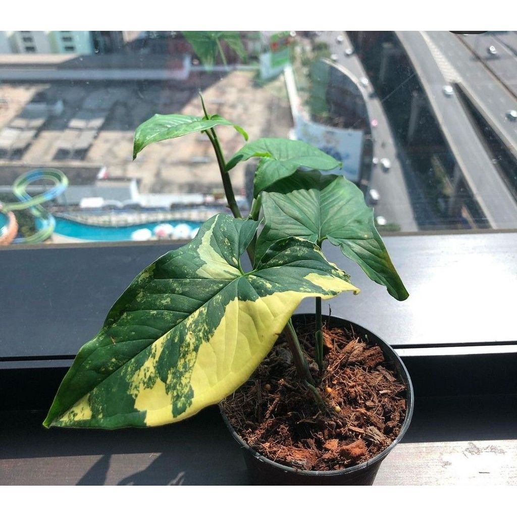 promo cutting sygonium yellow varigated / sygonium varigata kuning