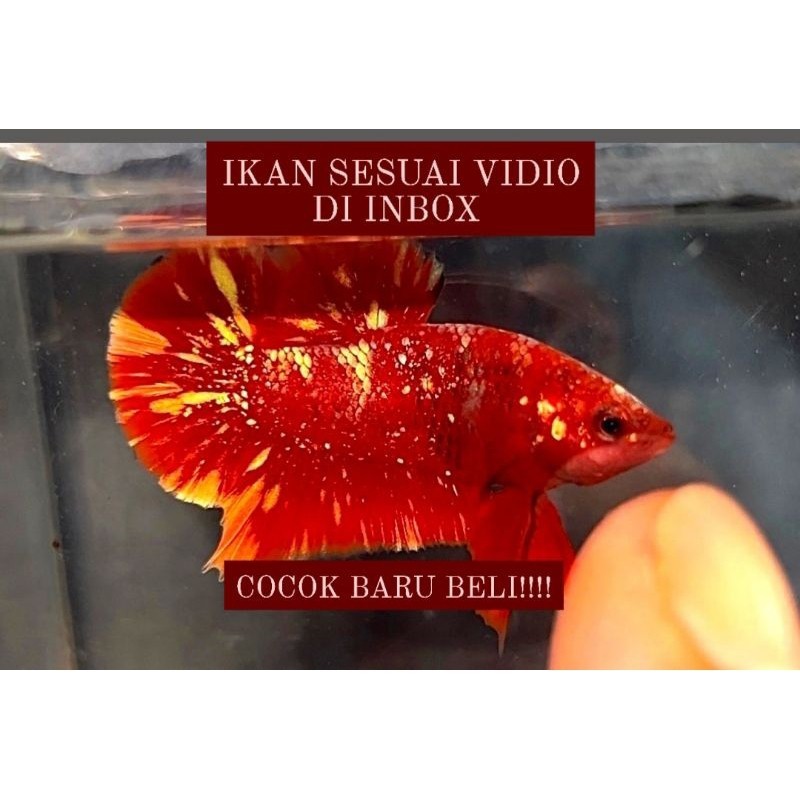 AKSESORIS AQUARIUM SEPASANG CUPANG RGG