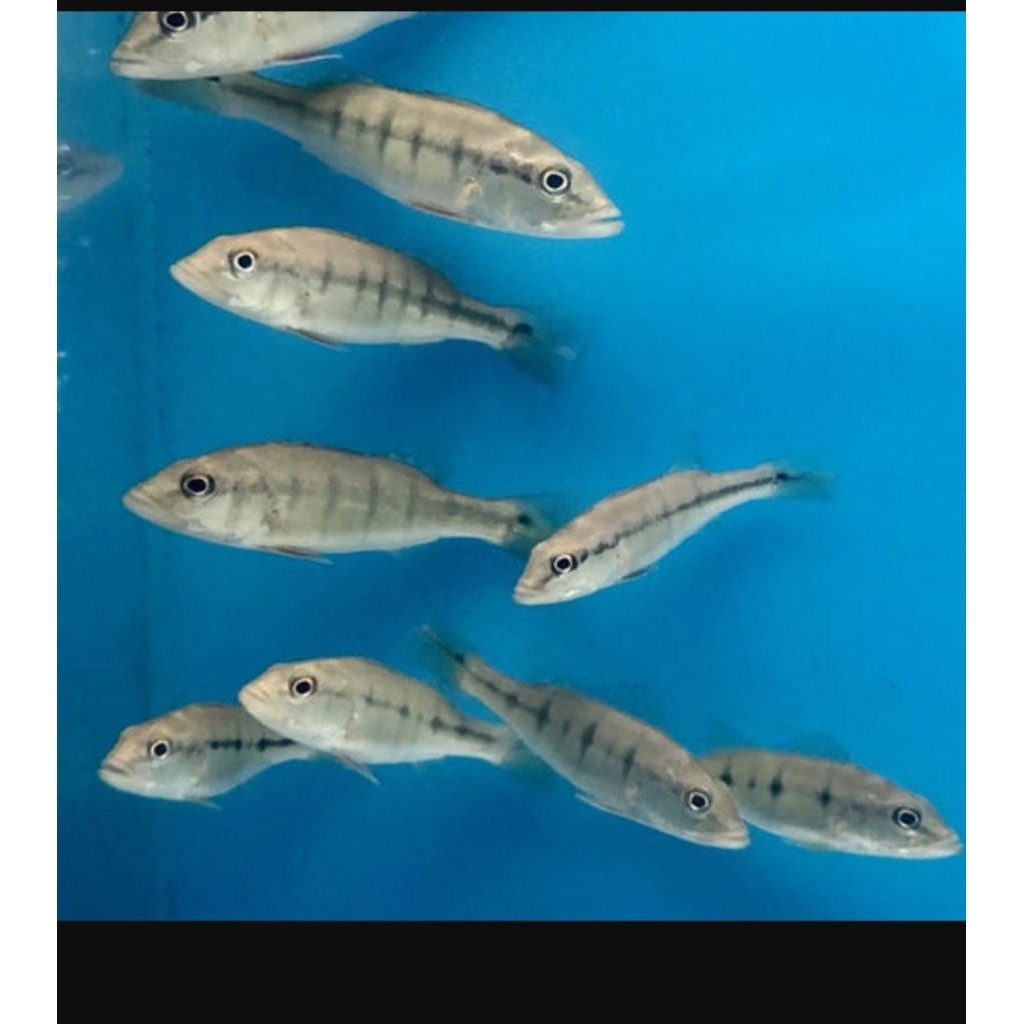 kebutuhan hiasan pbass intermedia pure 5-7 cm  pbas intermedia pure