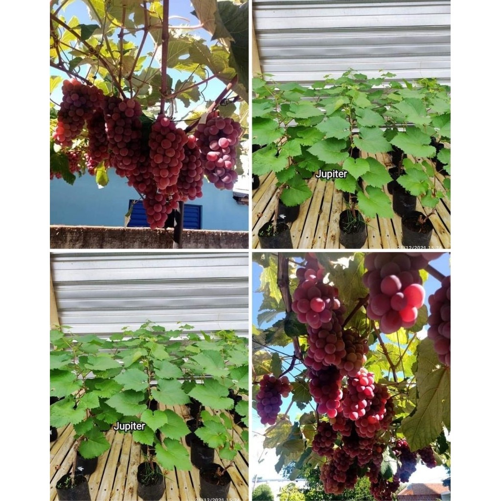 BIBIT ANGGUR IMPORT JUPITER HASIL GRAFTING BATANG BESAR SIAP BERBUAH