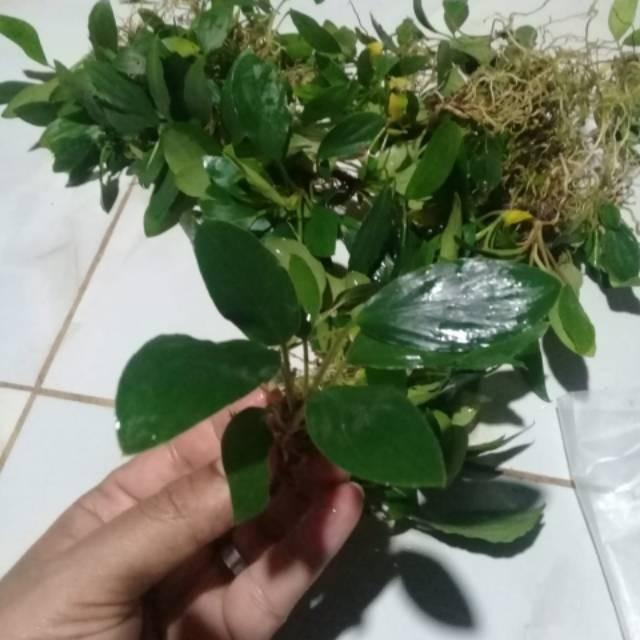 Tanaman aquascape cryptocoryne aura full air