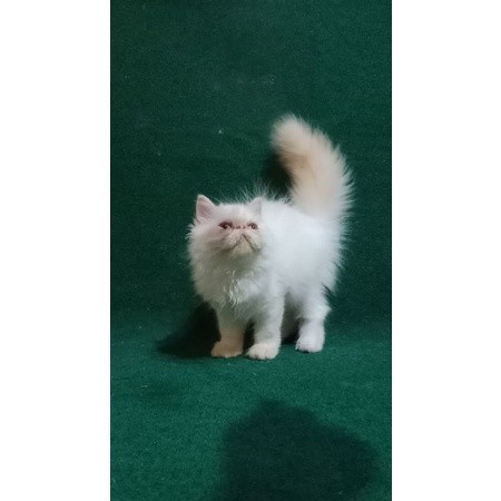kitten Persia Peaknose