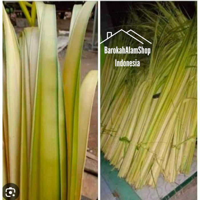Janur Kelapa Kuning untuk Bahan Ketupat Lebaran Daun Kelapa Muda Kerajinan
