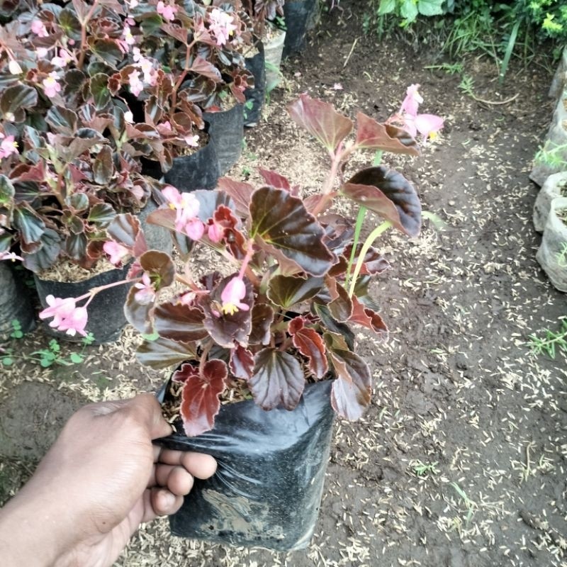 begonia Bali mawar pink tanaman hias hidup semarang Jawa Tengah jateng