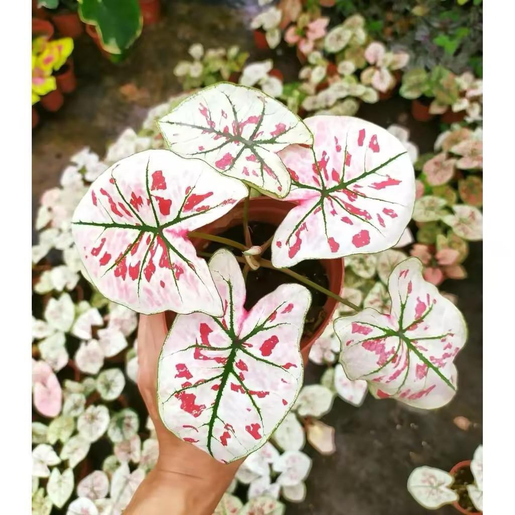 Bonggol Umbi Caladium Strawberry star 020 Keladi