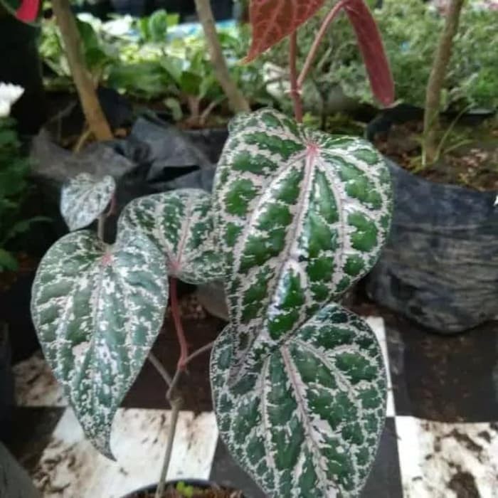 Bibit Sirih Merah Pohon Sirih Merah Bibit Daun Sirih Mera