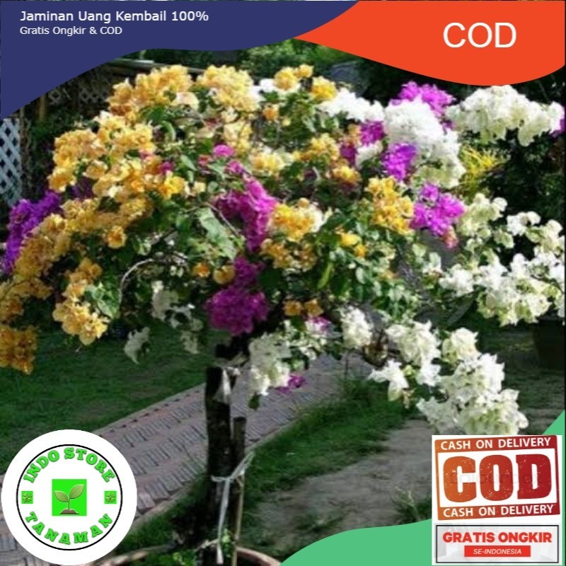TERLARIS 11.11  bunga Bougenville 3 warna batang besar (COD)
