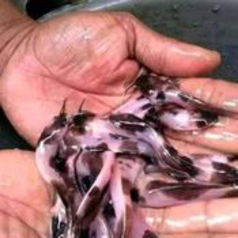 bibit ikan lele albino ( ISI 5 ) putih totol hitam / ikan hias lele albino putih /  bibit ikan lele 