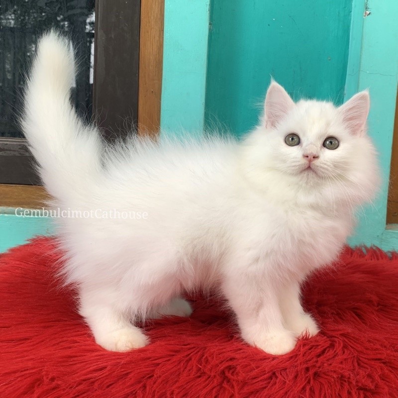Kucing Kitten Persia Mix Norwegian Super Putih