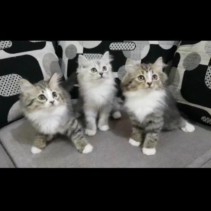 jual kitten persia anak kucing angora anggora lucu flatnose