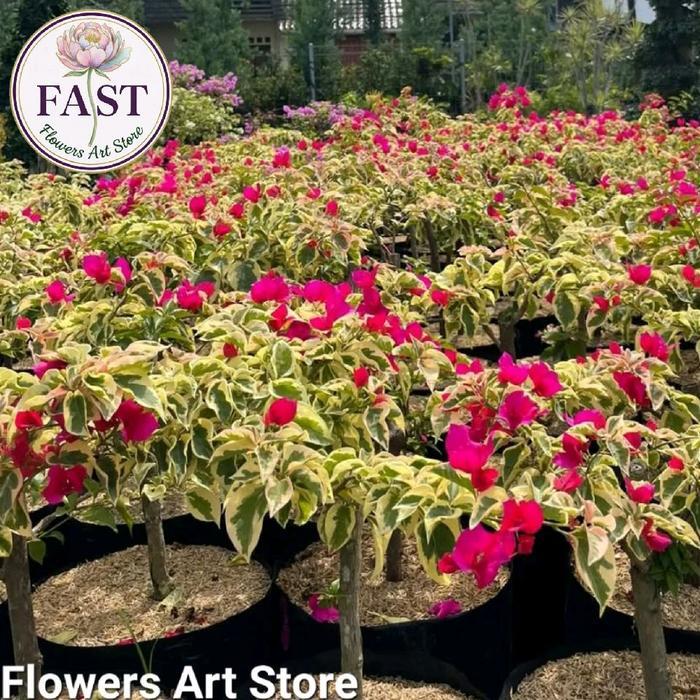 Tanaman Hias Bougenville Varigata Pink - Bugenfil - Bugenvil Varigata Pink