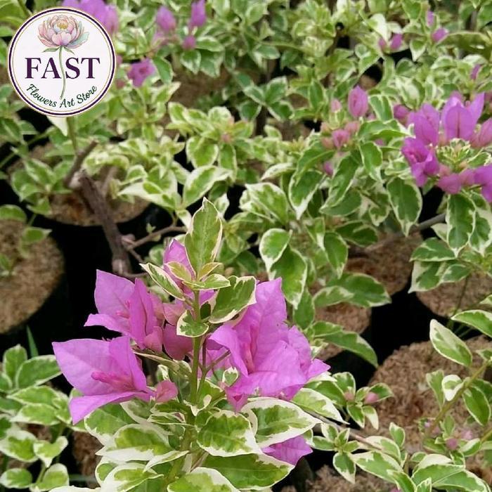 Tanaman Hias Bougenville Varigata Ungu