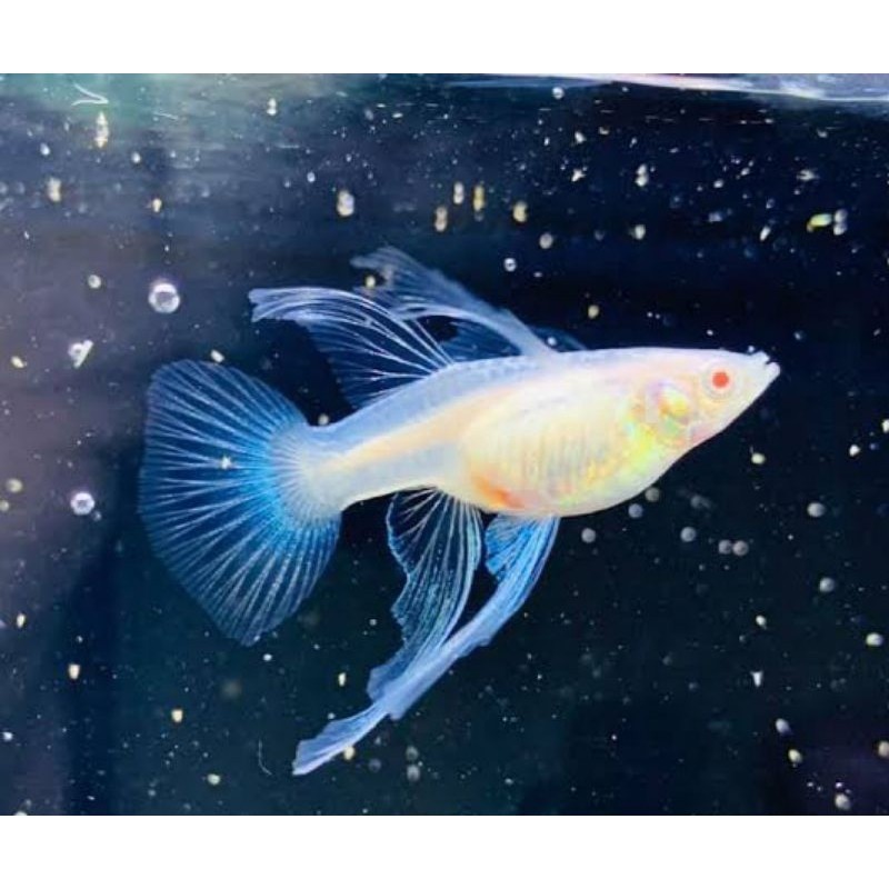 AKSESORIS AQUARIUM SEPASANG GUPPY RIBBON BLUE TOPAZ