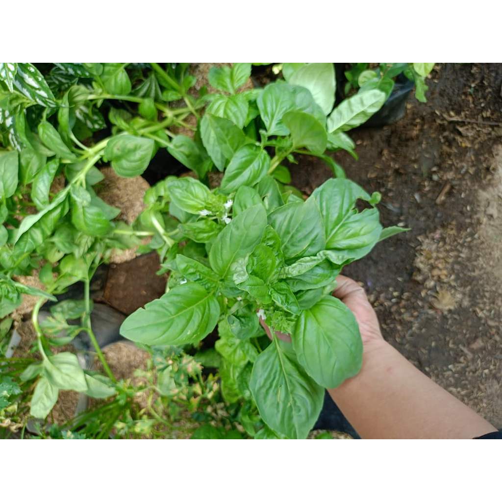 tanaman herbal basil, tanaman daun basil, italian basil rempah