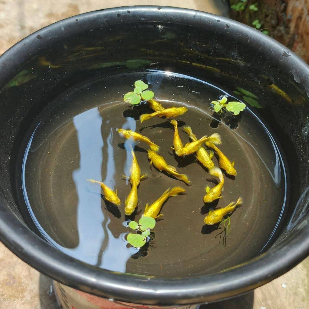 Guppy FullGold Vietnam (Remaja) SEPASANG