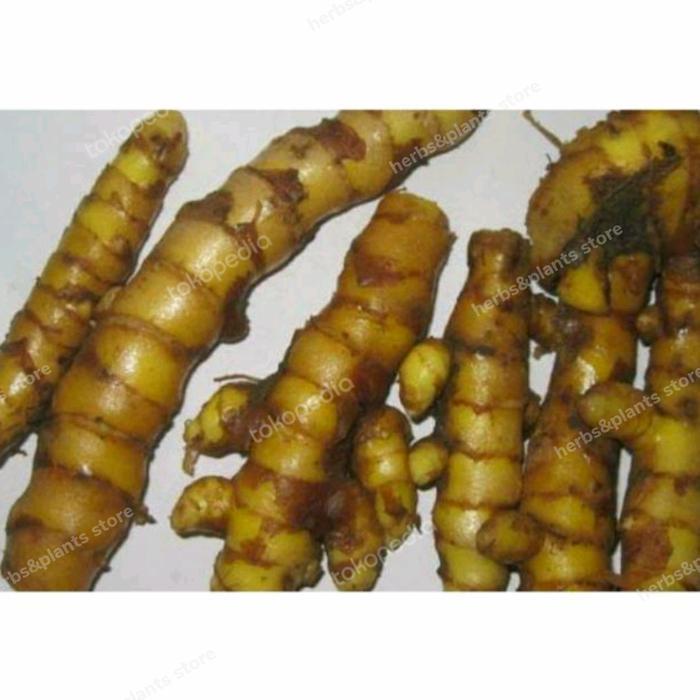 Temu giring segar 500gram asli temu giring