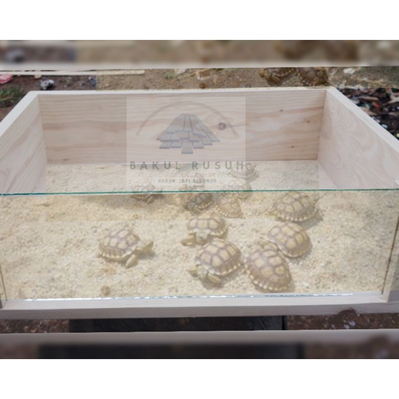 [star lolipop] kandang kura kura box kura kura darat sulcata tortois