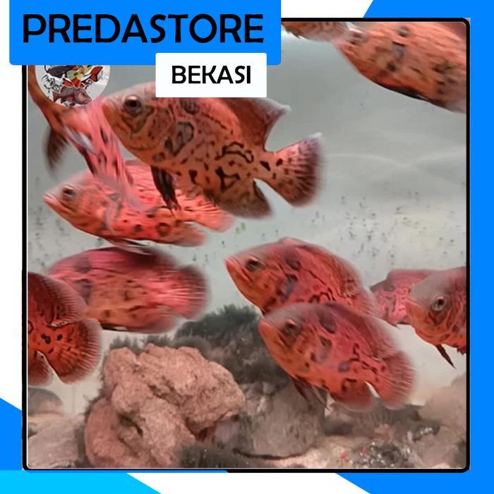 Leopard Oscar / Black Nemo Real