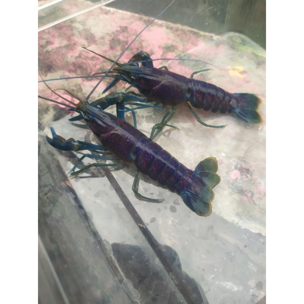 TERLARIS Indukan super lobster air tawar sepasang jantan dan betina  berkualitas, unggulan dan terba