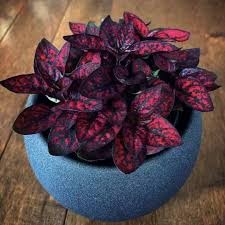 Tanaman Hias Hipotes Merah  (hypoestes phyllostachya)- Hipotes Merah Import - BAKUL KEMBANG