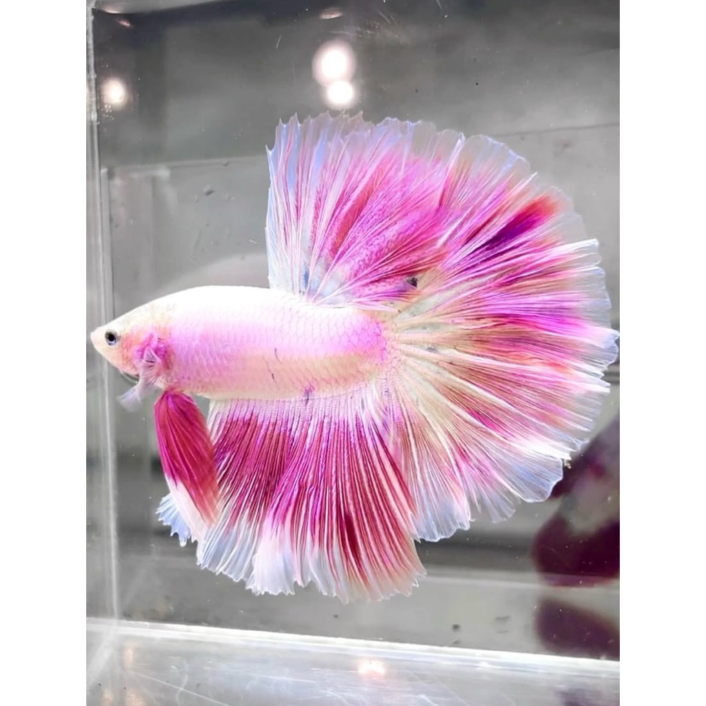 Cupang Halfmoon dominan pink 100% Ekor Lebar Cerah