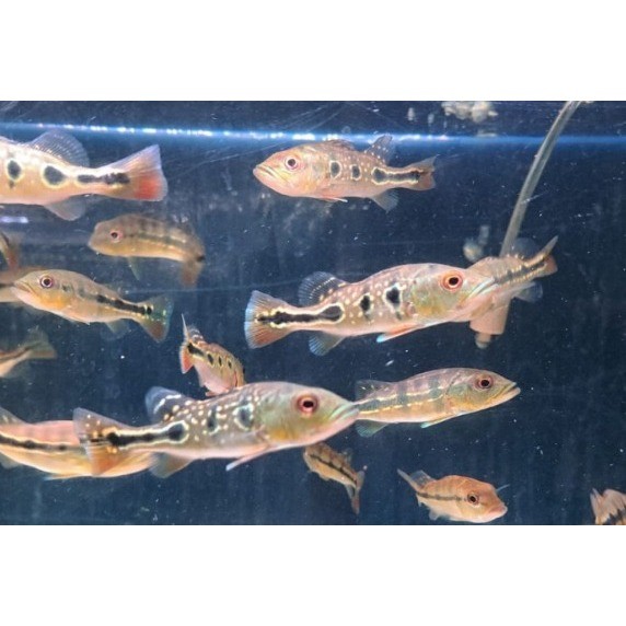 pbass broco / brocopondo pure size 5-6cm