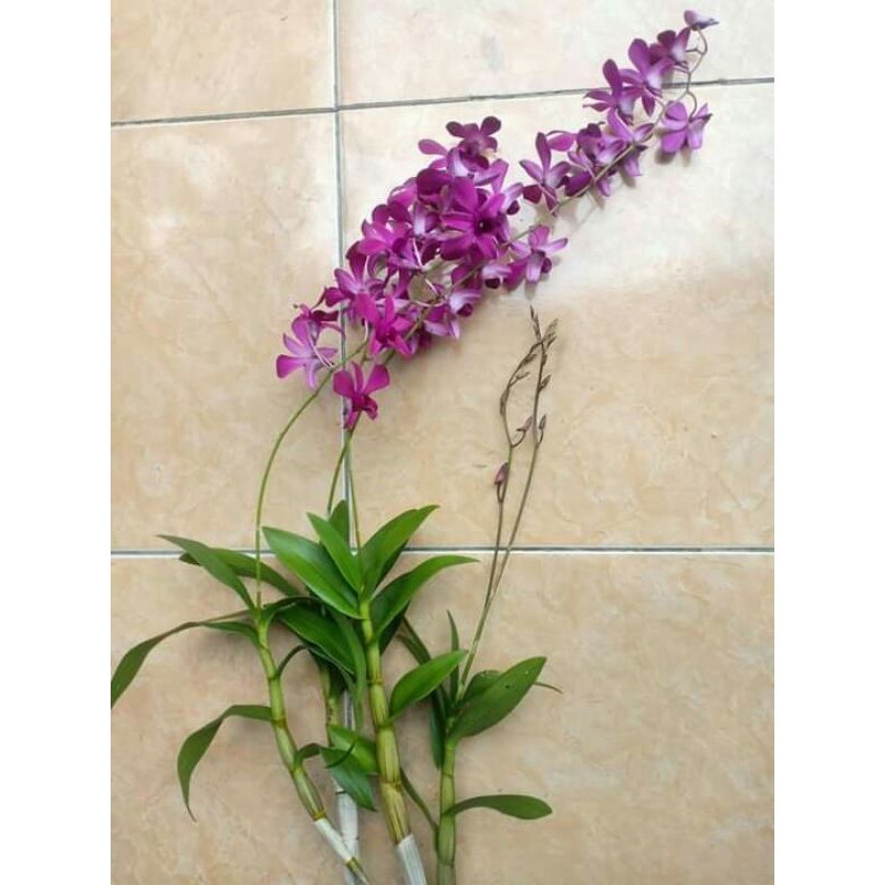 anggrek dendrobium bantimurung
