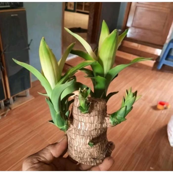 bibit tanaman hanjuang Brazilian Wood/bahan bonsai PusakaAlam