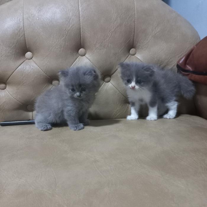 Adopsi Kucing British Mix-1002