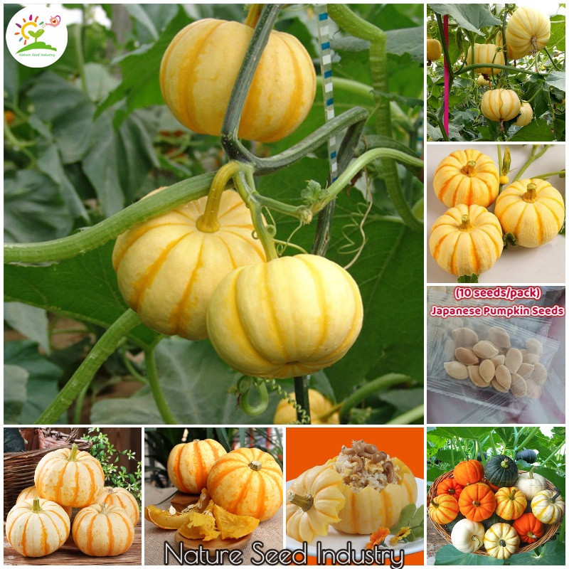 ( 20 biji ) kuning labu manis benih labu kuning unggul mudah berkecambah