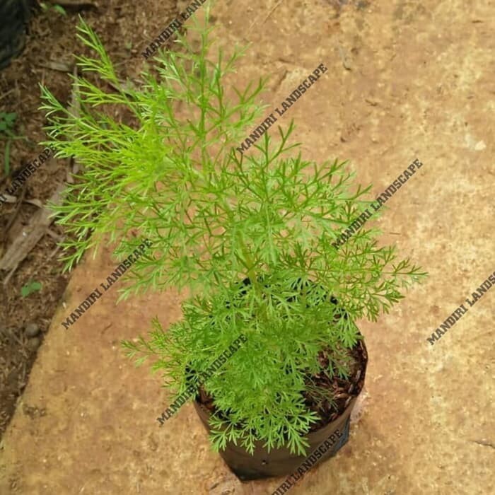 Tanaman Hias Cemara Air Mini (Hiasan Meja Indoor)