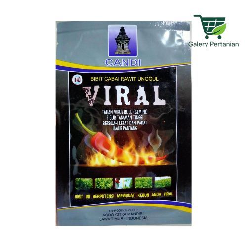 Benih Cabe Rawit Viral Cap Candi Buah Kuning Mengkilap Runcing